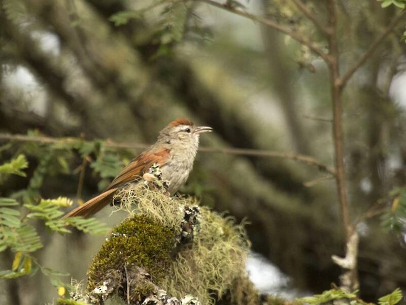 Bolivian Spinetail, Photos 2