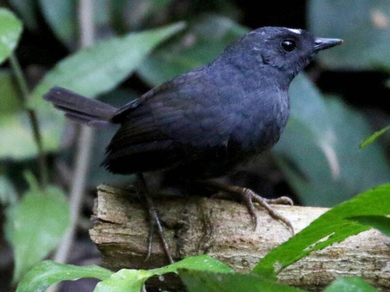 Tapaculo boliviano, Foto 2