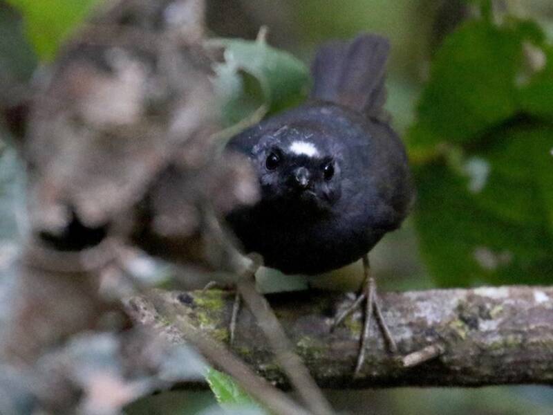 Tapaculo boliviano