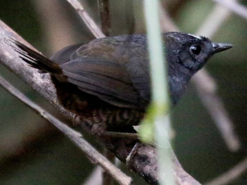 Tapaculo boliviano, Foto 3