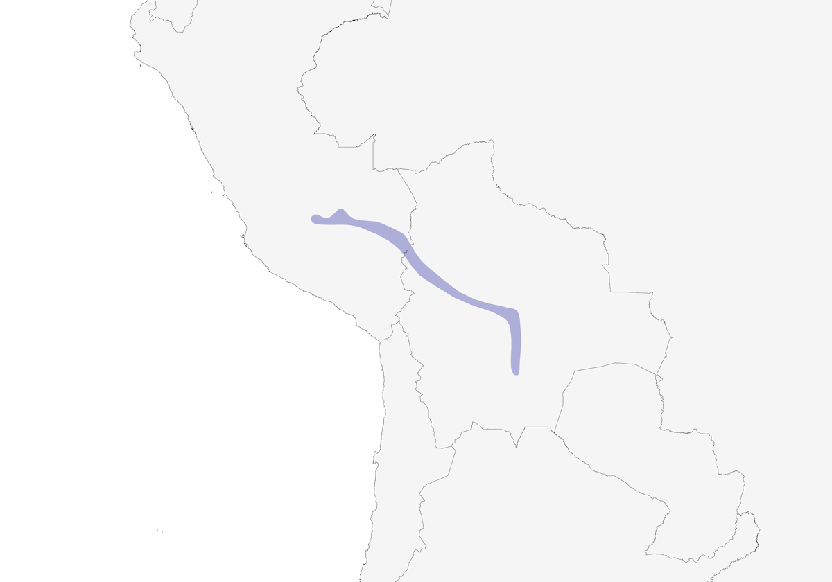 Tapaculo boliviano, Distribuzione 1