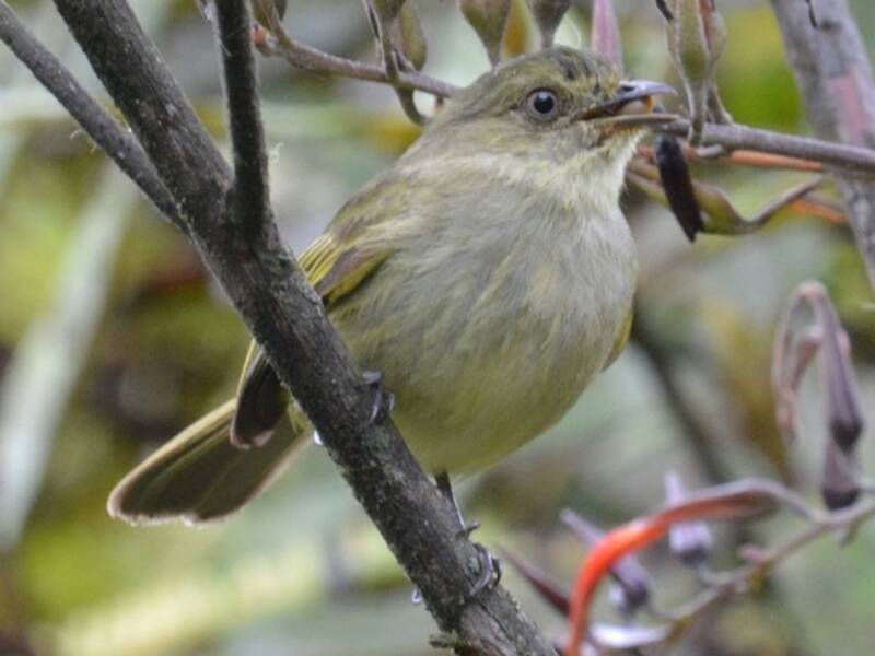 Bolivian Tyrannulet, Photos 3
