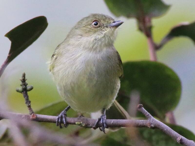 Bolivian Tyrannulet, Photos 4