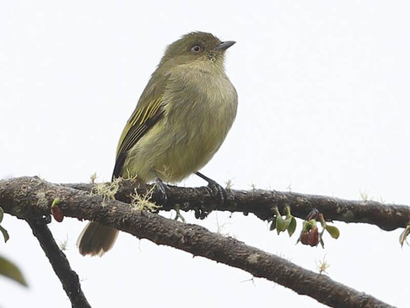 Bolivian Tyrannulet, Photos 2