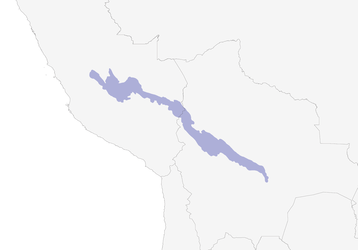 Bolivian Tyrannulet, Distribution 1