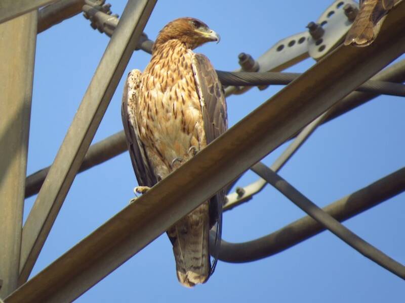 Bonelli's Eagle, 照片 4