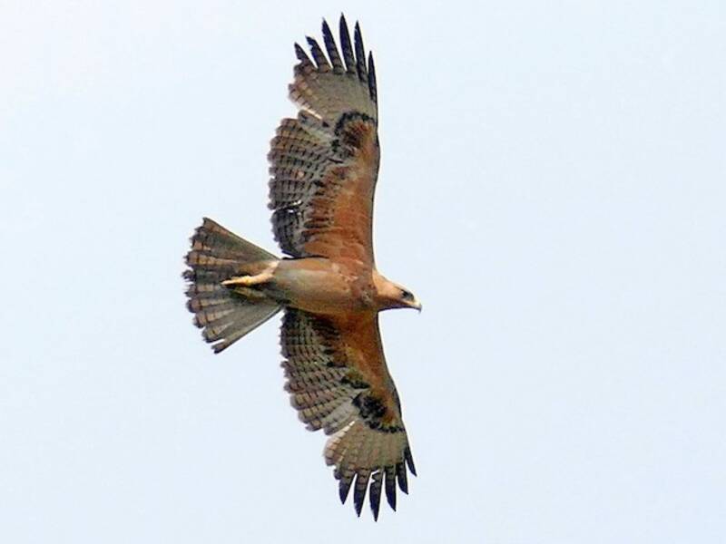 Bonelli's Eagle, 照片 3