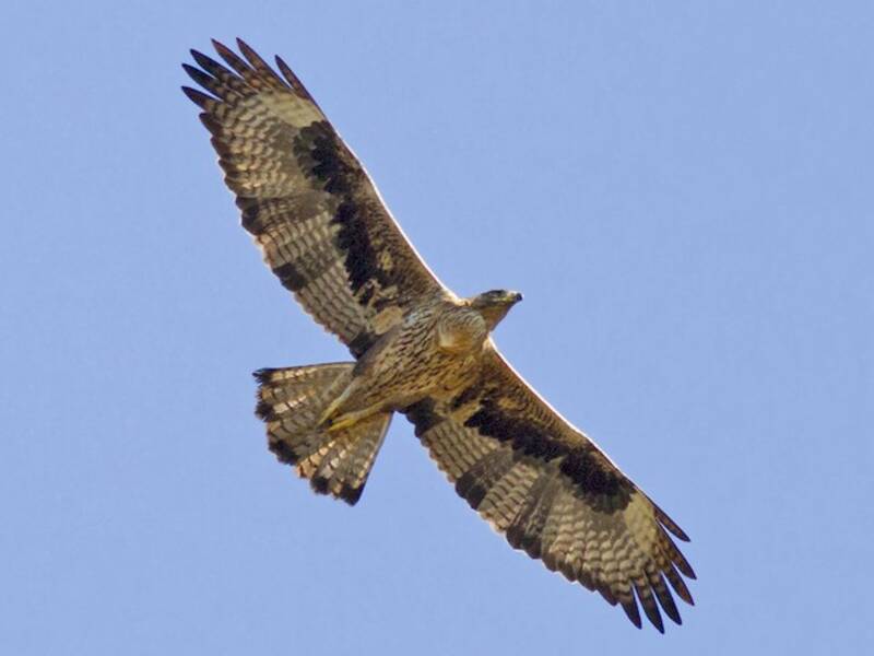 Bonelli's Eagle