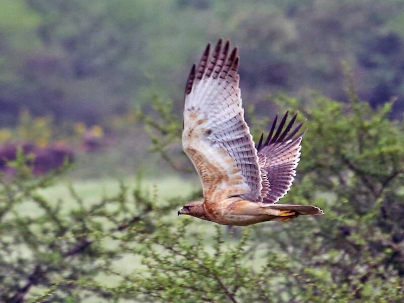 Bonelli's Eagle, 照片 2