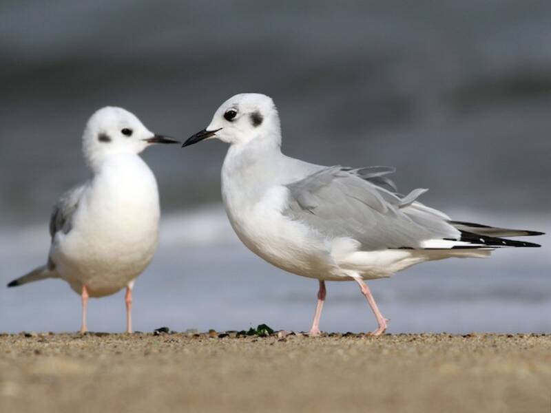 Bonaparte's Gull, Photos 4