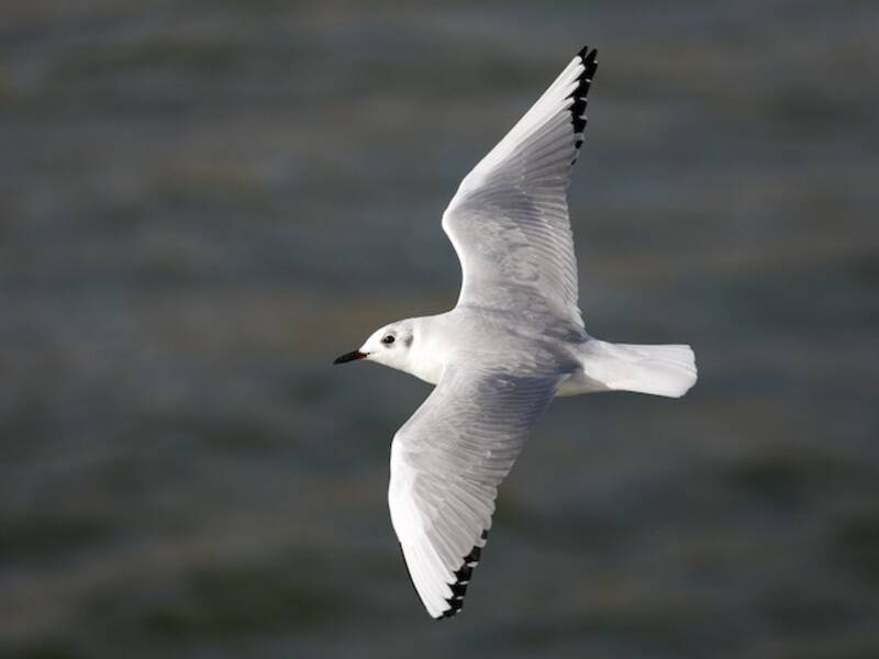 Bonaparte's Gull, Photos 2