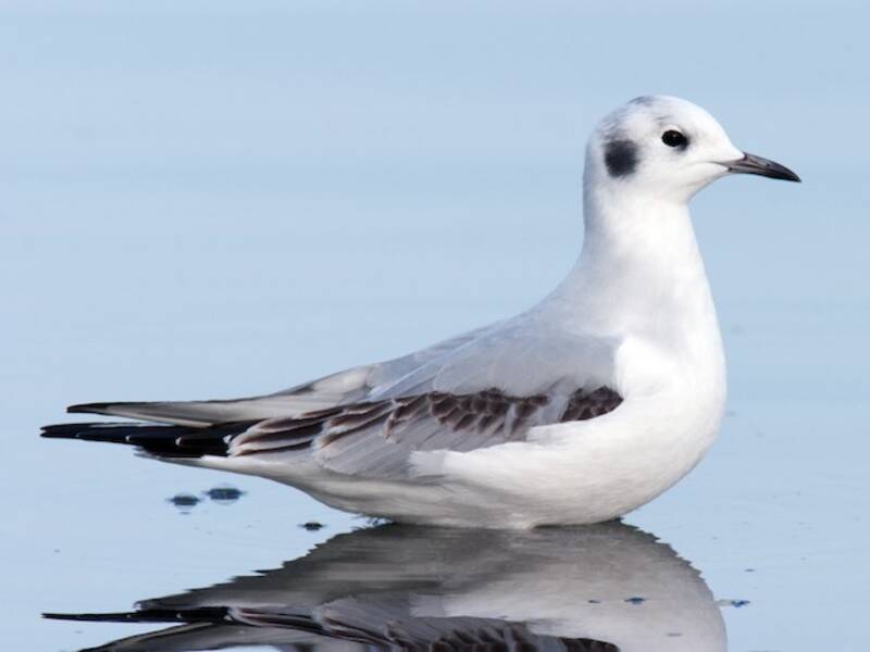 Bonaparte's Gull (Chroicocephalus philadelphia)