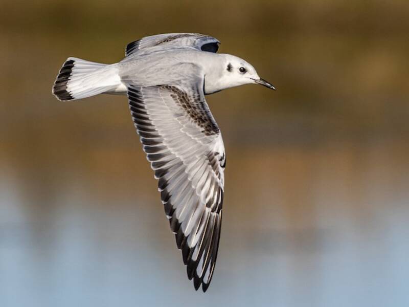 Bonaparte's Gull, Photos 3
