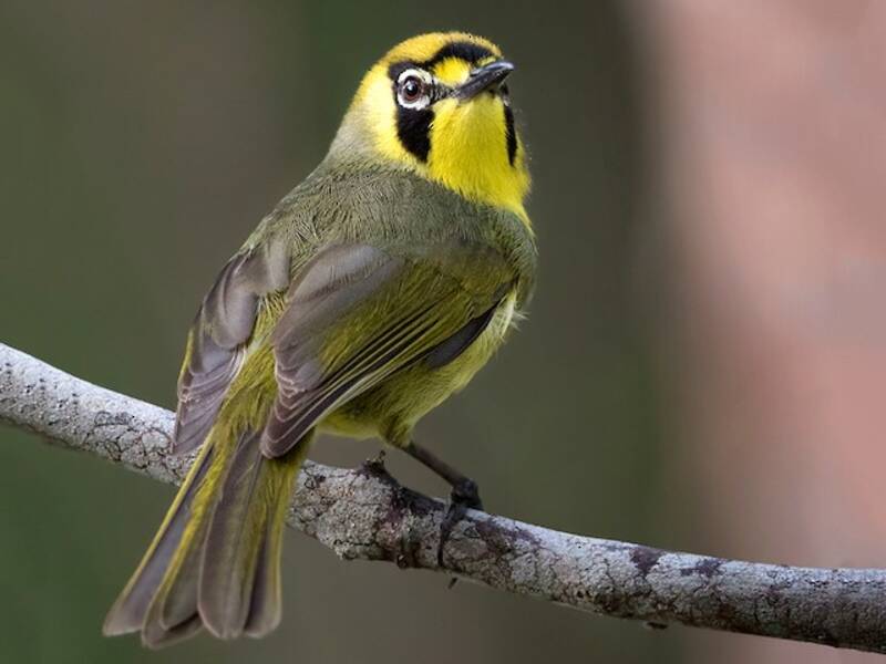 Bonin White-eye (Apalopteron familiare)