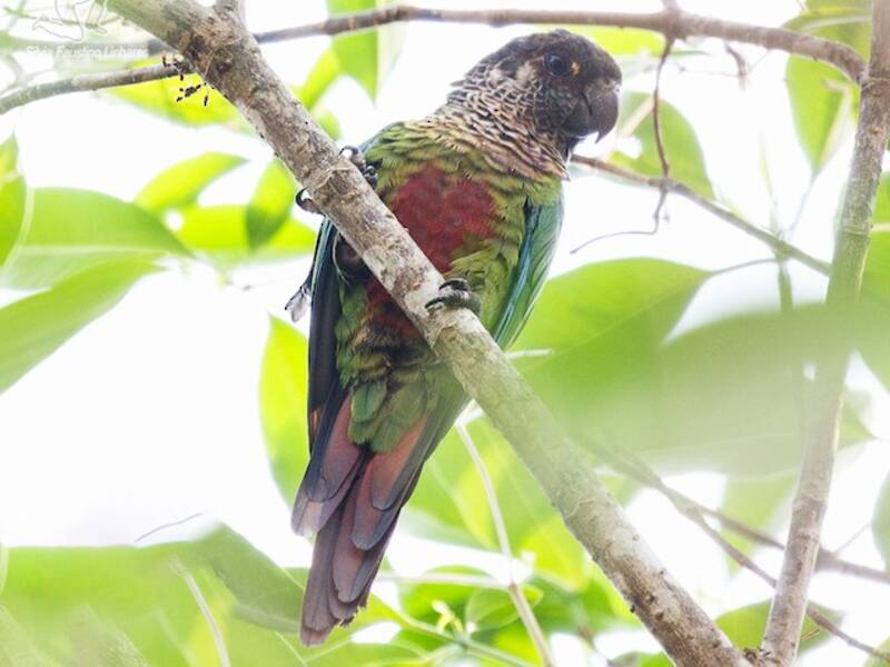 Bonaparte's Parakeet