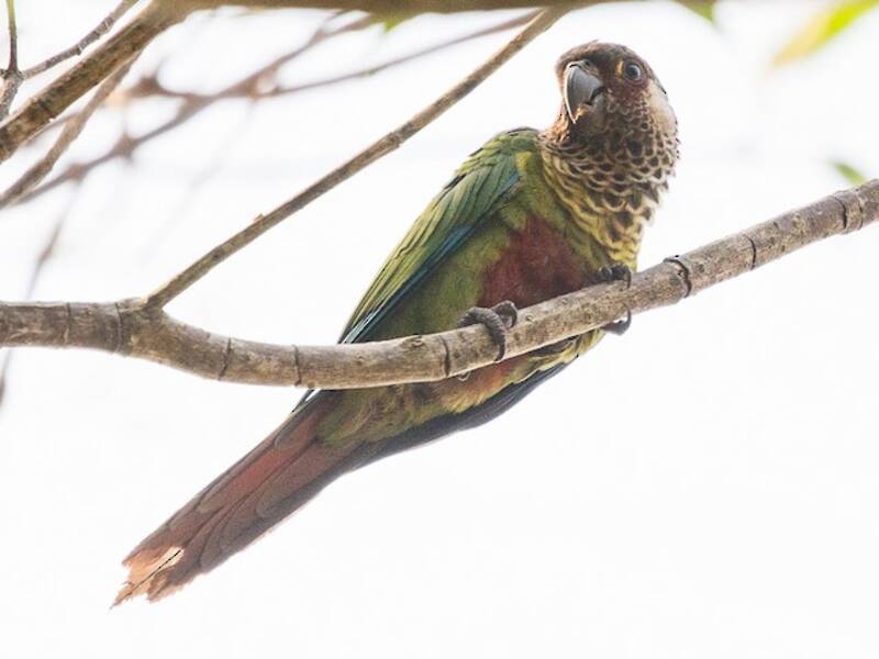 Bonaparte's Parakeet, Photos 2
