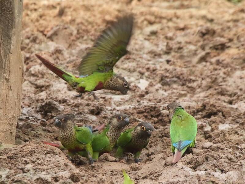 Bonaparte's Parakeet, Photos 3
