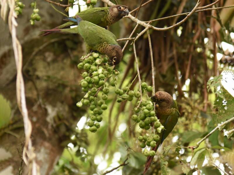 Bonaparte's Parakeet, Photos 4