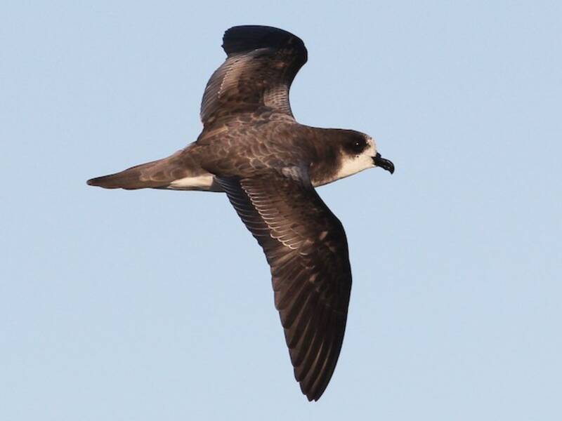 Bonin Petrel, Photos 4