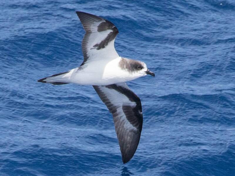 Bonin Petrel, Photos 3