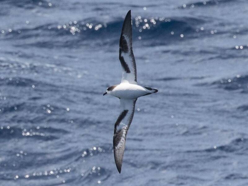 Bonin Petrel, Photos 2