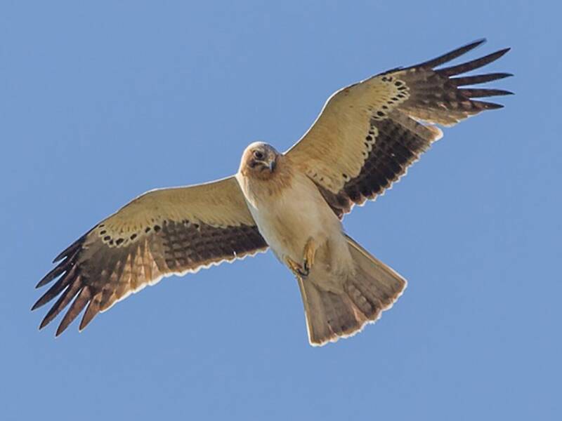 Booted Eagle (Hieraaetus pennatus)