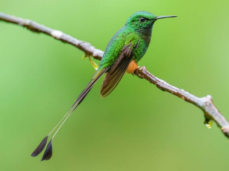 Colibrì racchetta peruviano, Foto 3