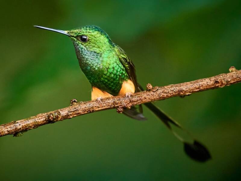 Colibrì racchetta peruviano