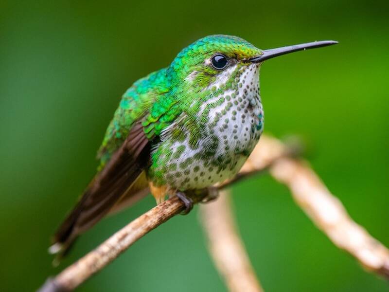 Colibrì racchetta peruviano, Foto 2