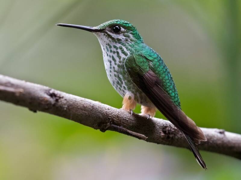Colibrì racchetta peruviano, Foto 4