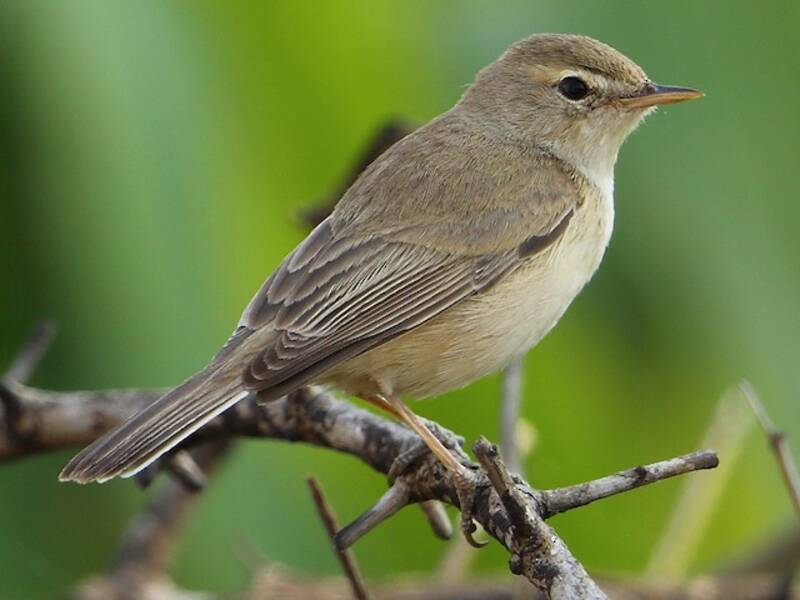 Booted Warbler