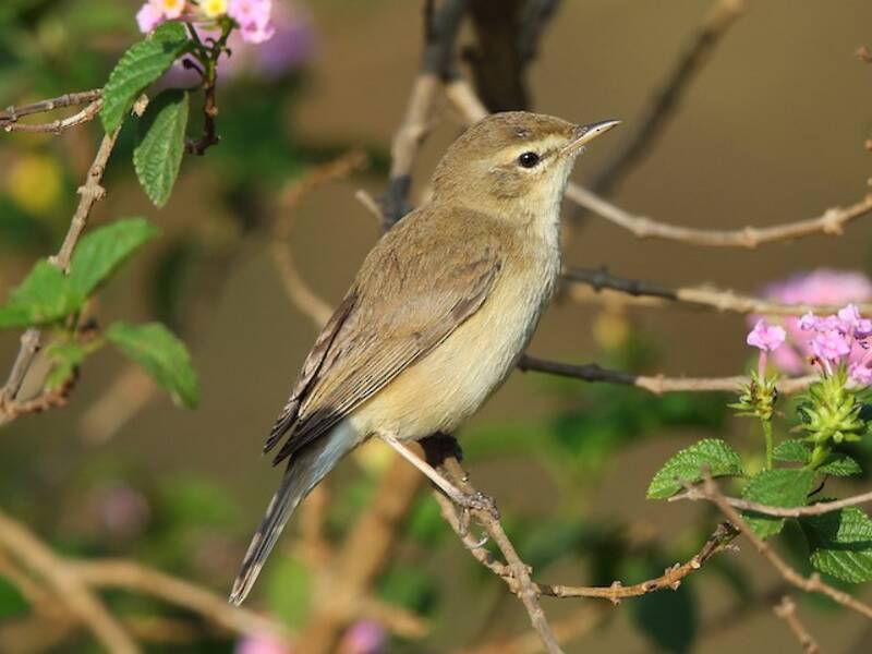 Booted Warbler, 照片 2