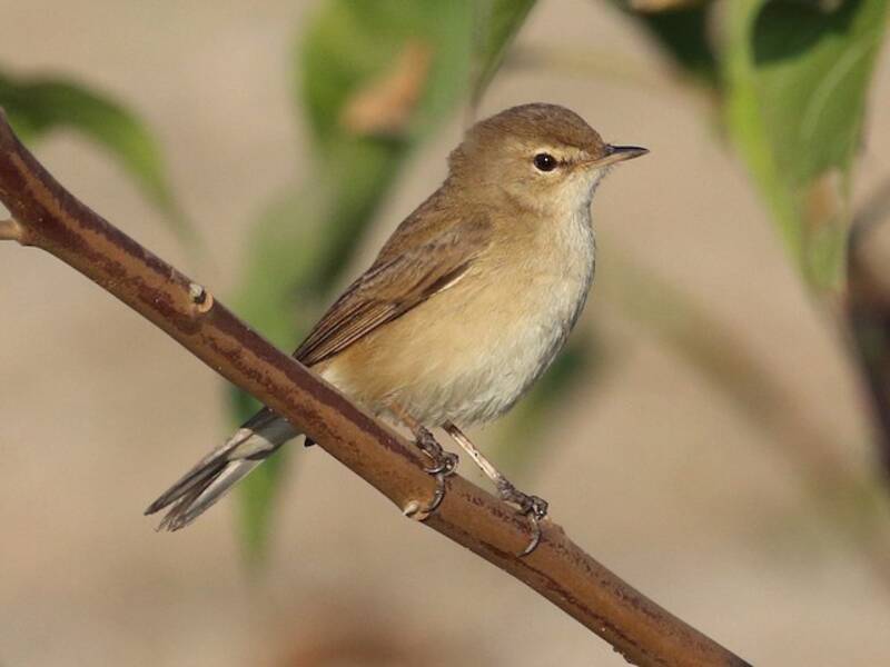 Booted Warbler, 照片 3