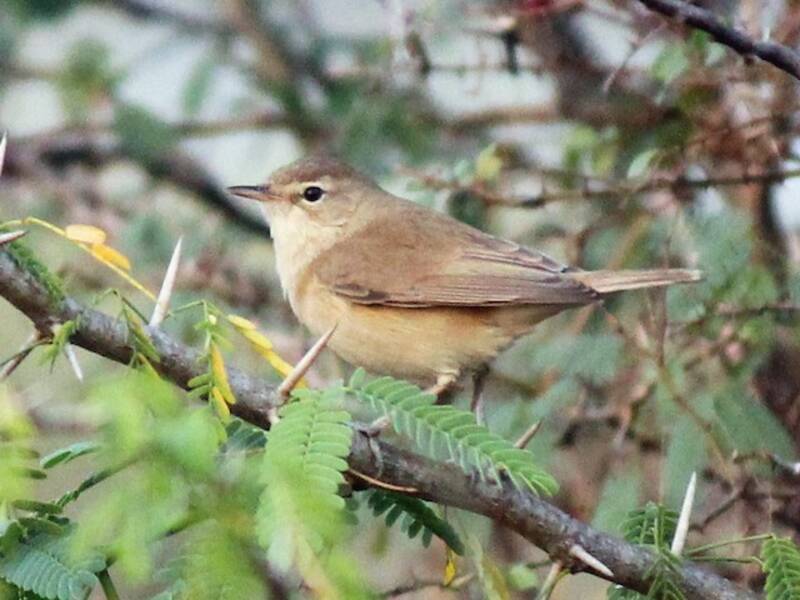 Booted Warbler, 照片 4