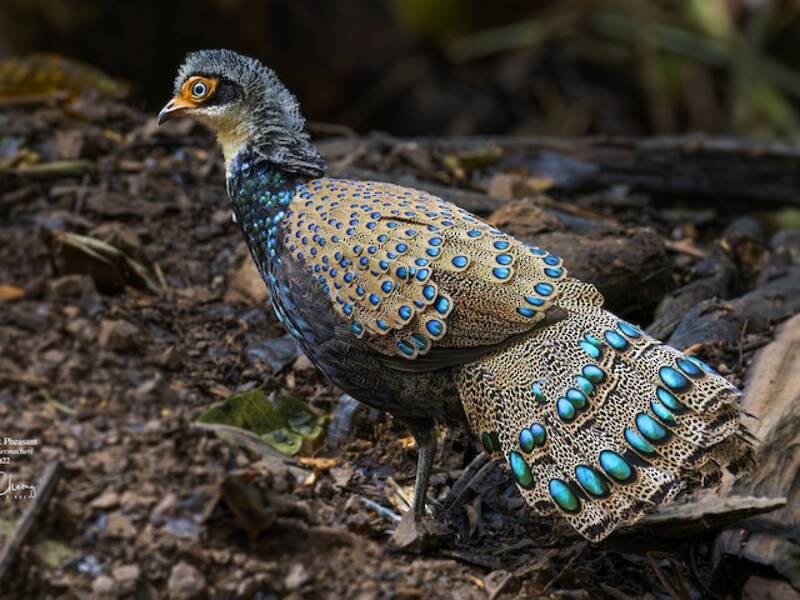 Borneo-Spiegelpfau