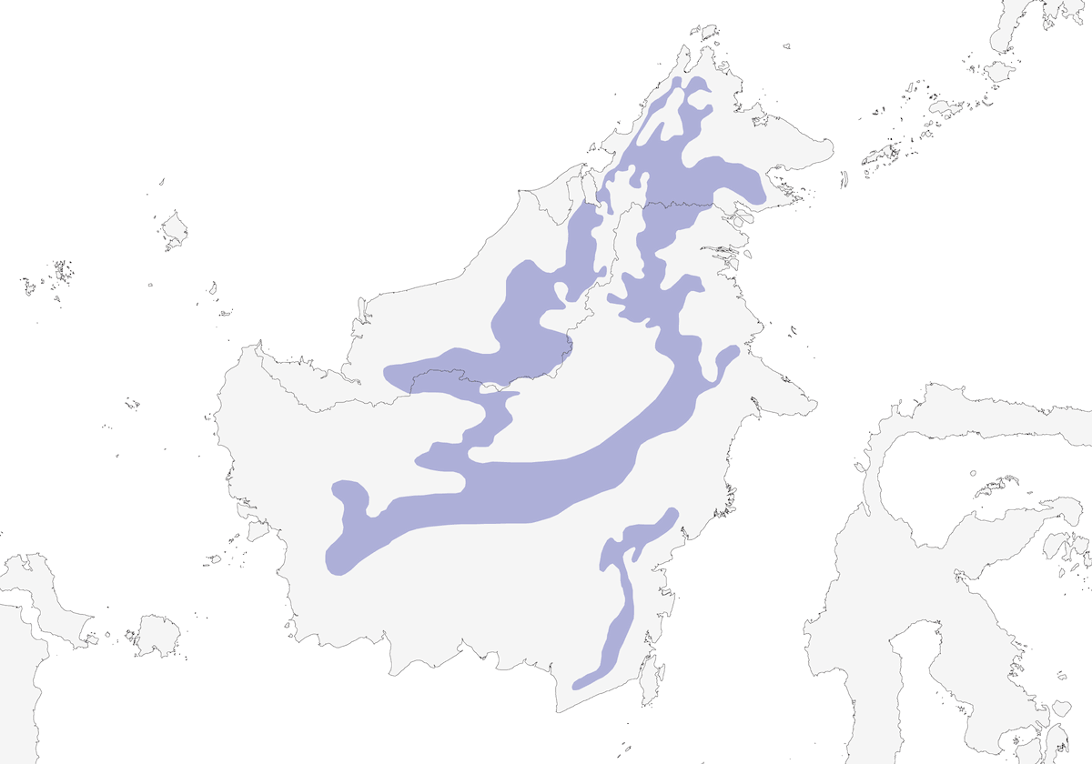 Fagiano pavone del Borneo, Distribuzione 1