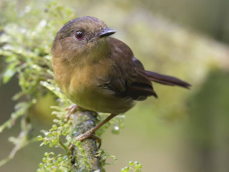 Bronze-olive Pygmy-Tyrant, 照片 4