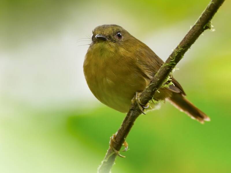 Bronze-olive Pygmy-Tyrant, 照片 3