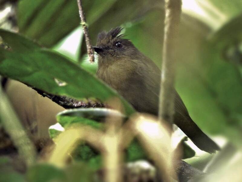 Bronze-olive Pygmy-Tyrant