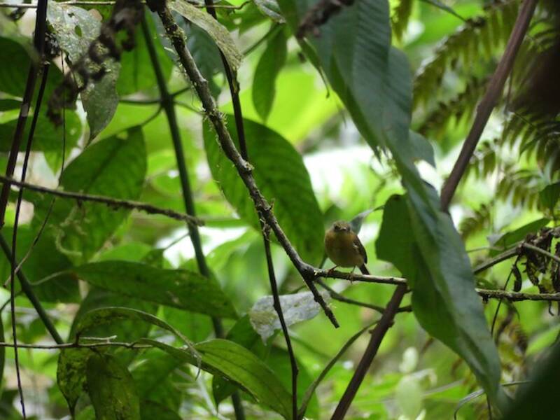 Bronze-olive Pygmy-Tyrant, 照片 2