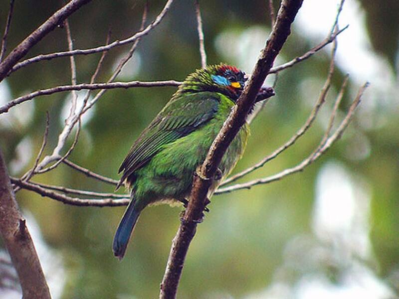 Barbudito de Borneo, Fotos 3