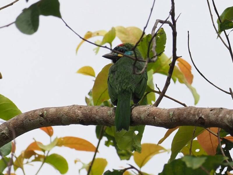 Barbudito de Borneo, Fotos 2