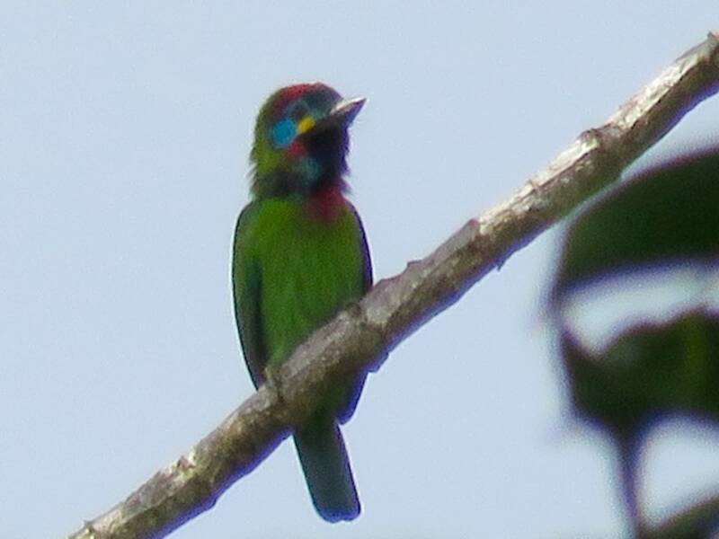Barbudito de Borneo