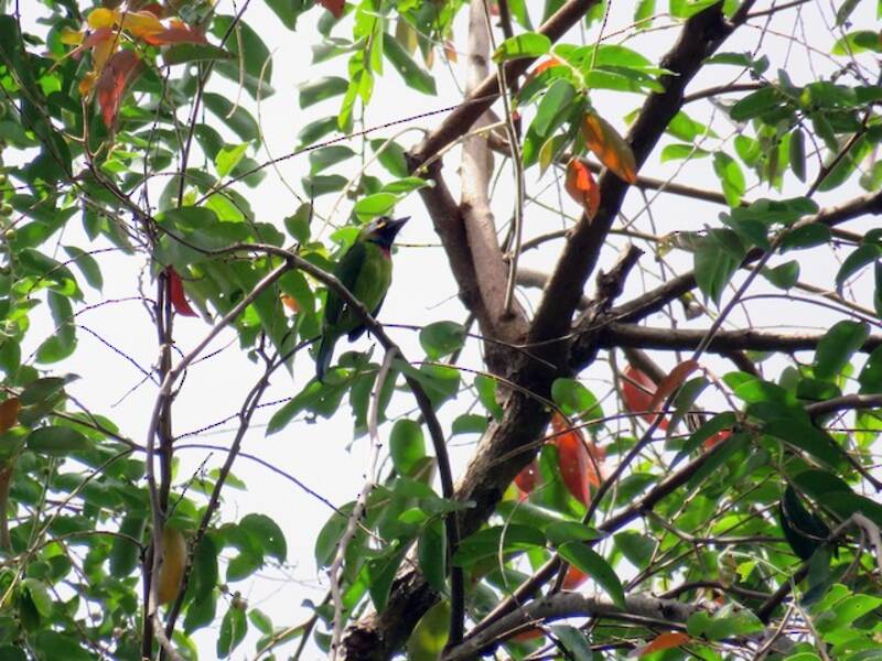 Barbudito de Borneo, Fotos 4