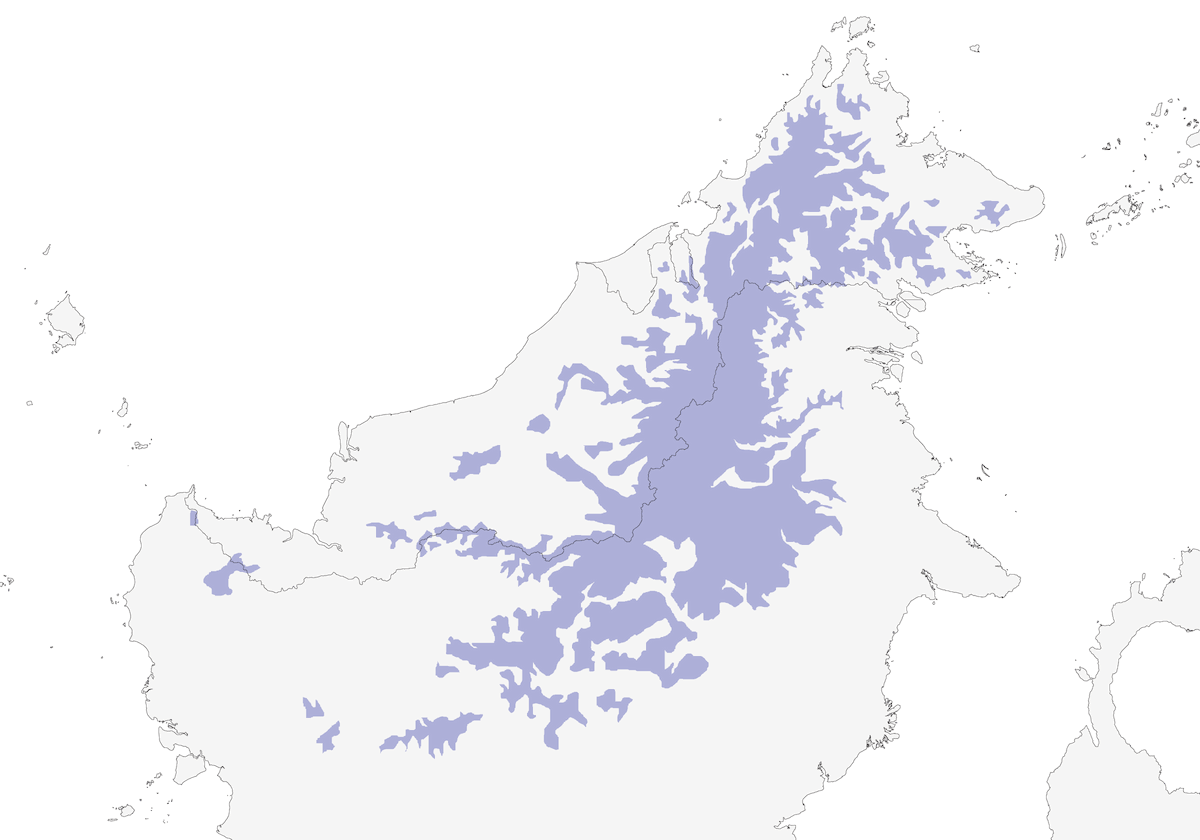 Barbudito de Borneo, Distribución 1