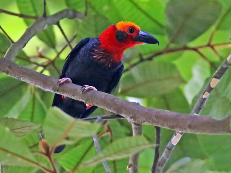 Bornean Bristlehead (Pityriasis gymnocephala)