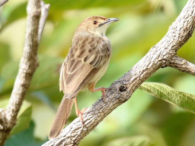 Boran Cisticola, Photos 3