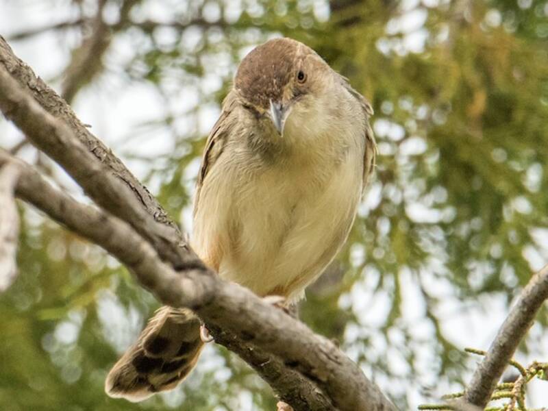 Boran Cisticola, Photos 1