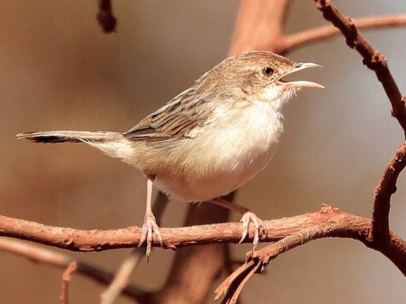 Boran Cisticola, Photos 2