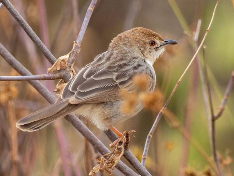 Boran Cisticola, Photos 4
